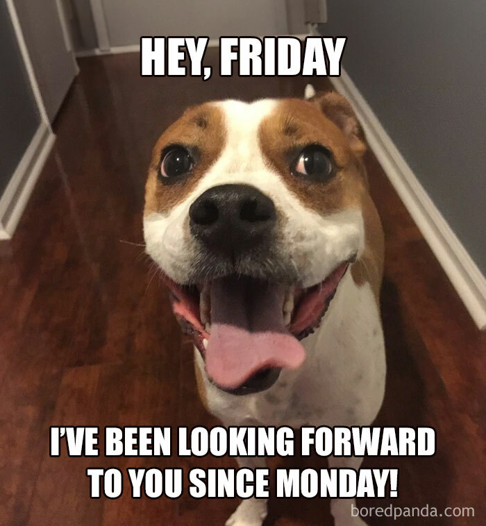 Smiling dog happy for Friday, captioned "Hey, Friday I've been looking forward to you since Monday." Happy Friday memes.