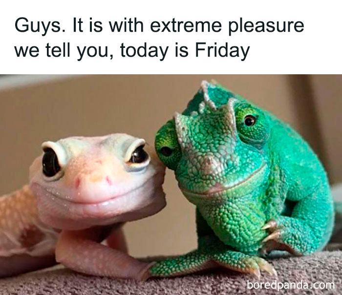 Two lizards smiling with a caption about Friday, perfect for a happy Friday meme.