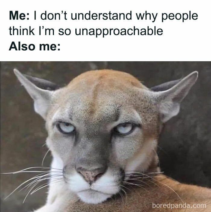 Grumpy-Animal-Memes