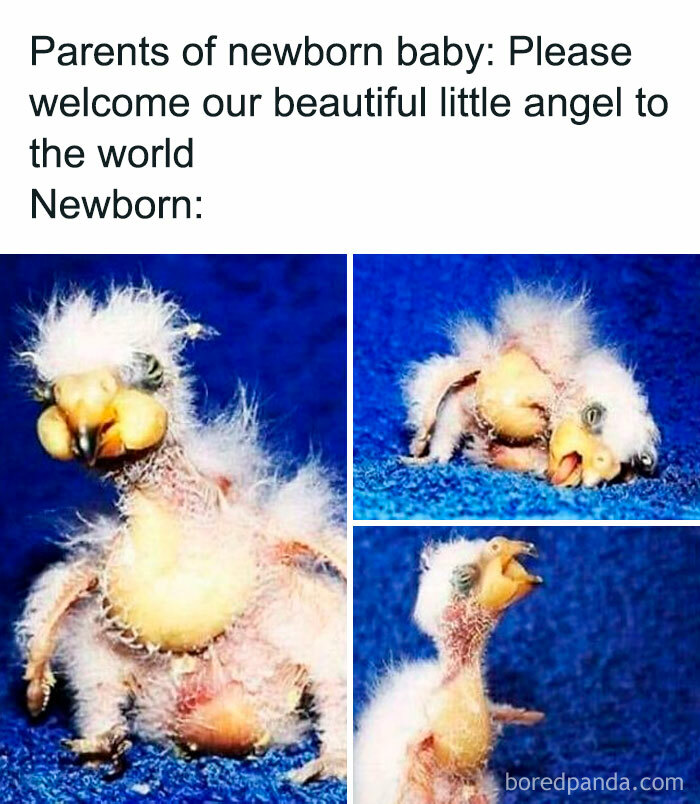 Newborn