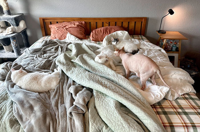 My Wife Said Absolutely No Cats When We Got Married. Here We Are