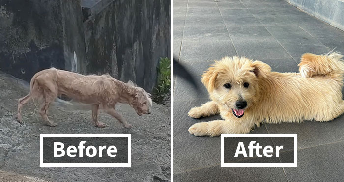 The Unrecognizable Transformation Of A Rescued Dog That Went From Bald To Blonde