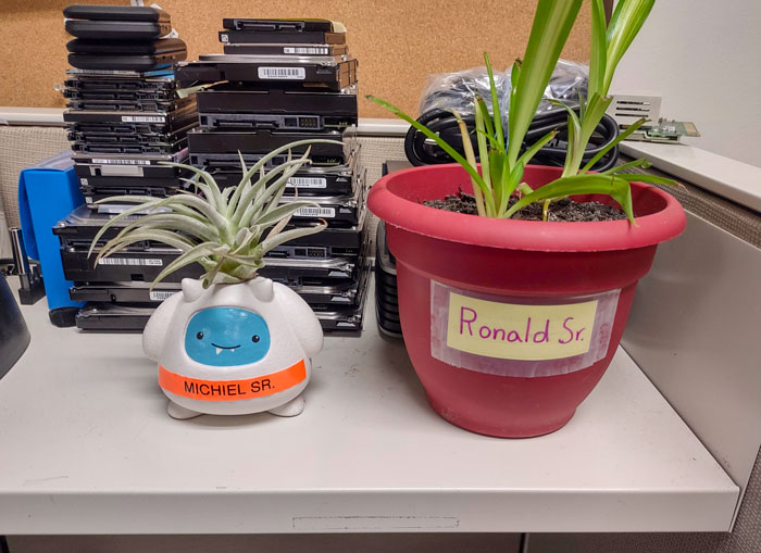 Traje una planta de interior a la oficina y le puse el nombre de un compañero de trabajo, él respondió y trajo a un amigo