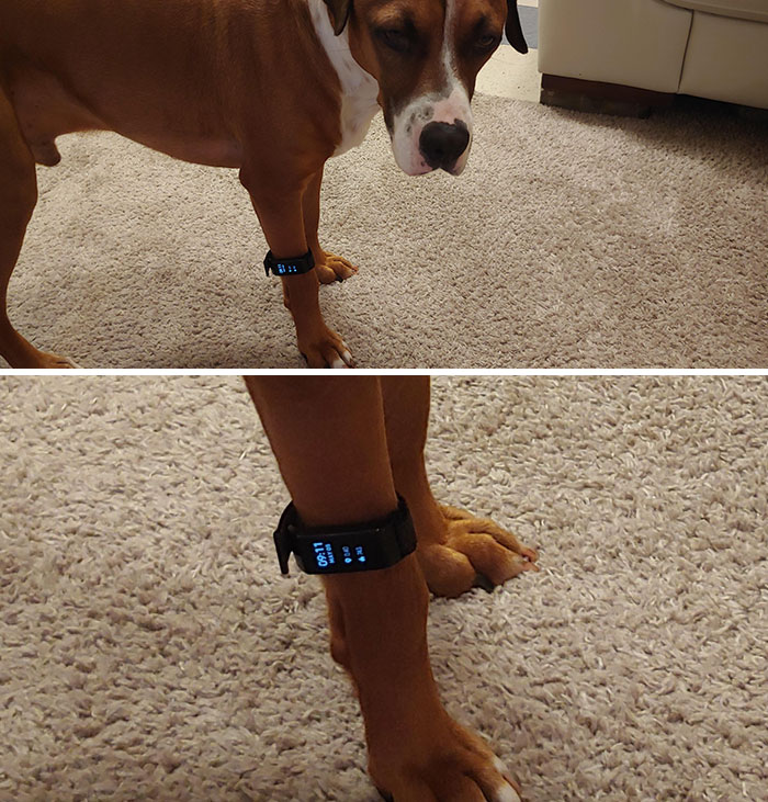 Me están obligando a competir en un desafío de pasos Fitbit en la oficina