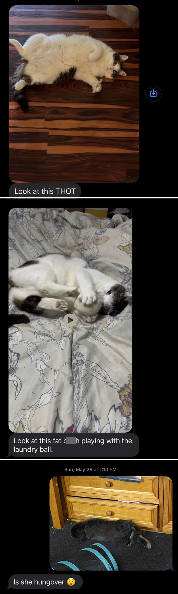 Texts From My Mom (59) Bullying Her Cat