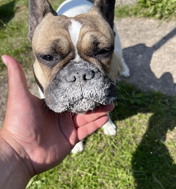 I Was Cleaning The BBQ... And Turned Around For 30 Seconds