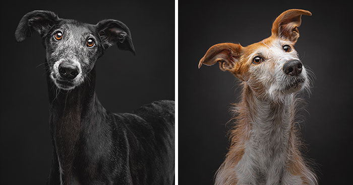 How Adopting A Galgo Español Helped Me Find Purpose In Life (33 Pics)