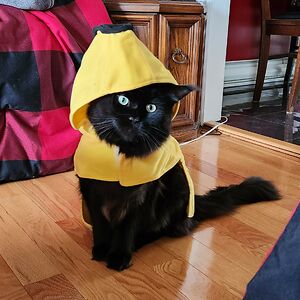 sky_thunder1384 avatar