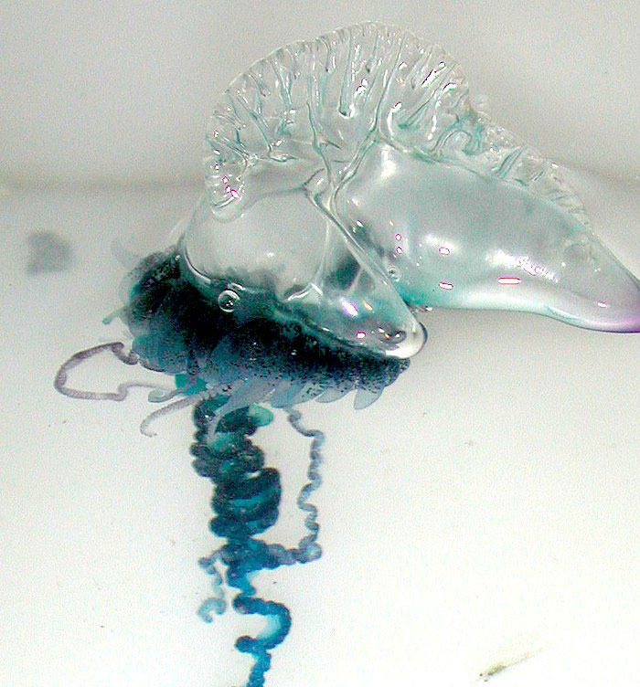 30 Interesting Facts To Intrigue The Ever-Curious