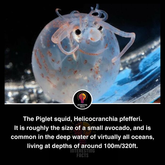 Interesting-Facts-Random