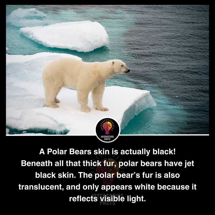 Interesting-Facts-Random