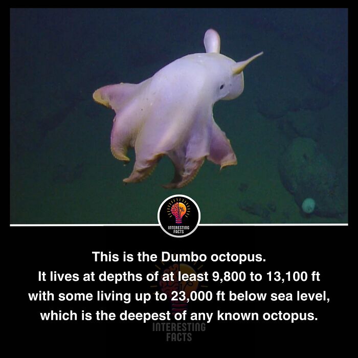 Interesting-Facts-Random