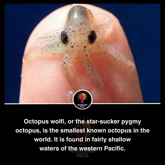 Interesting-Facts-Random