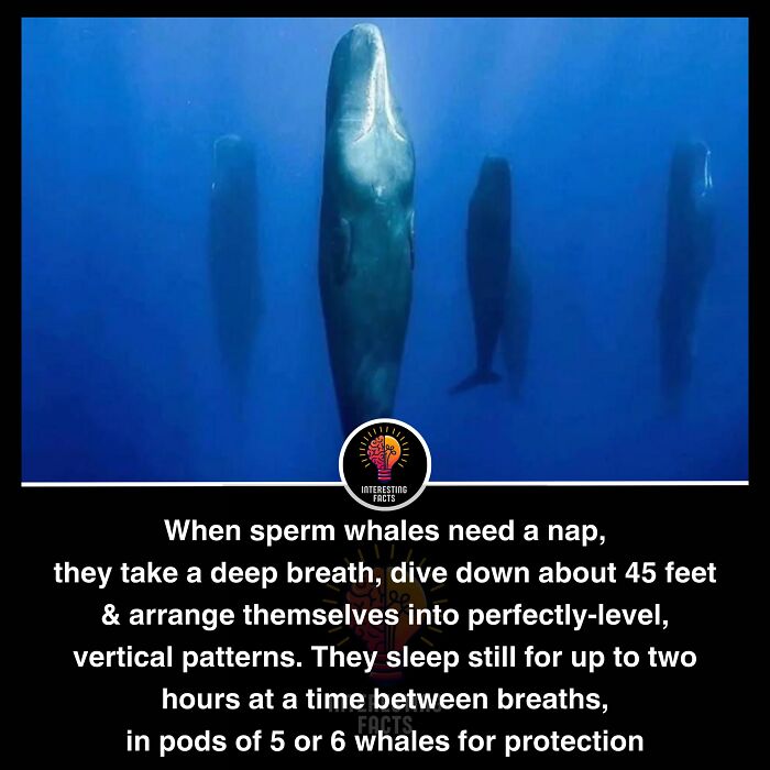 Interesting-Facts-Random