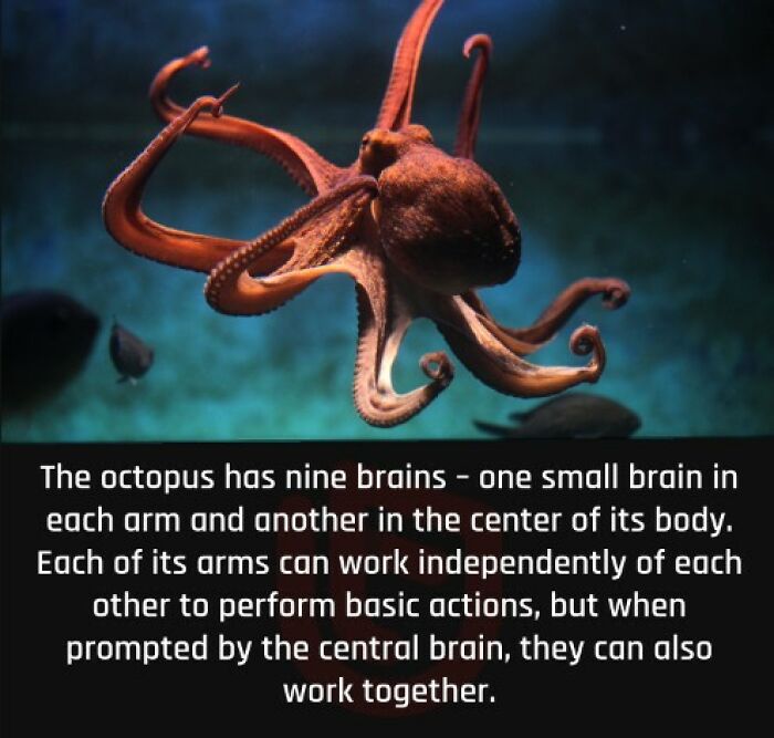 Interesting-Facts-Random