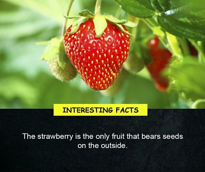 Interesting-Facts-Random
