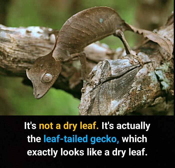 Interesting-Facts-Random