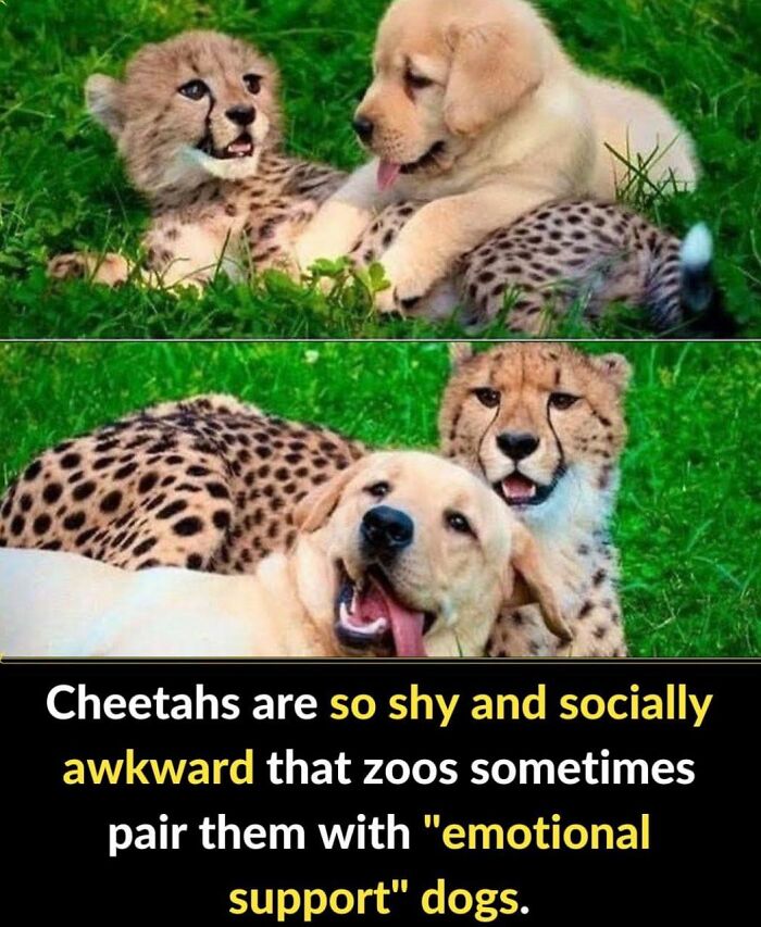 Interesting-Facts-Random