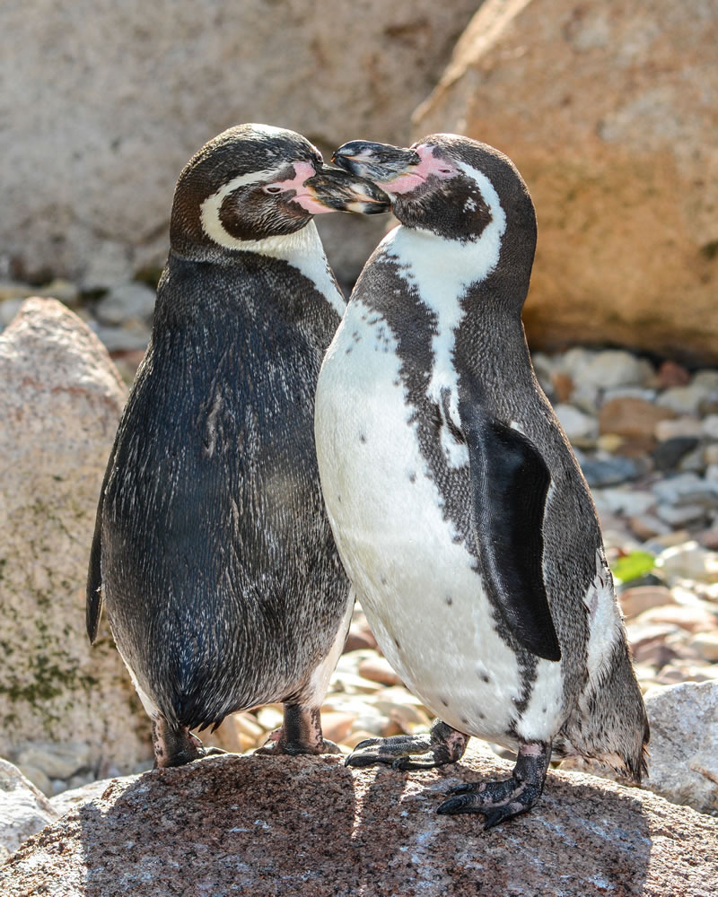 11 Adorable Humboldt Penguin Chicks Are Melting Hearts All Over The Internet