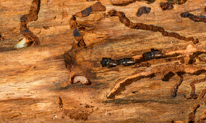 Close-up of ants and larva on a textured wood surface, embodying dad humor with their intricate trails and patterns.