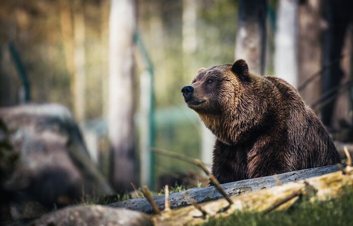 A large brown bear sitting in the forest, hinting at frightening stories from an unexpected vacation encounter.