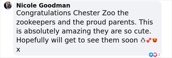 11 Adorable Humboldt Penguin Chicks Are Melting Hearts All Over The Internet