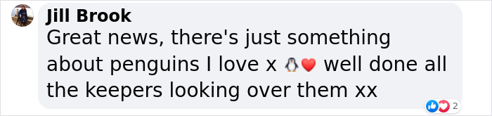 11 Adorable Humboldt Penguin Chicks Are Melting Hearts All Over The Internet