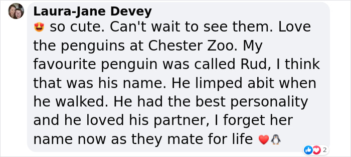 11 Adorable Humboldt Penguin Chicks Are Melting Hearts All Over The Internet