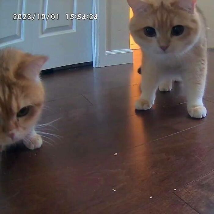 Never Miss A Moment Of Your Fur Baby's Day With The Furbo 360° Dog Camera 