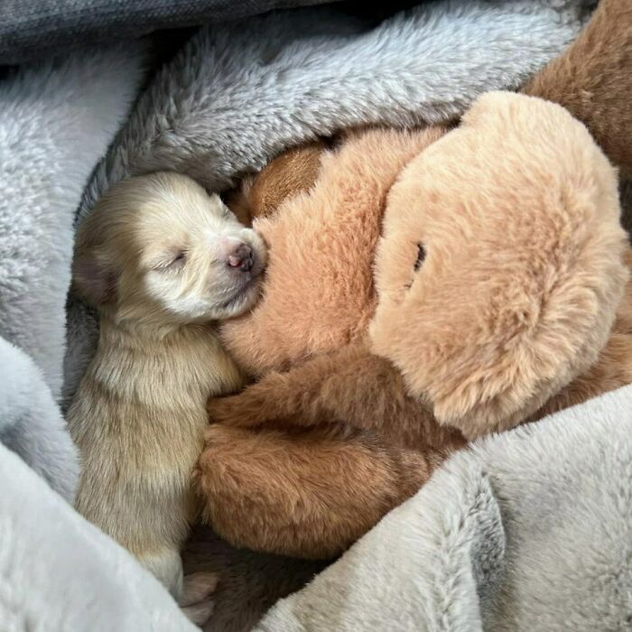  Original Snuggle Puppy: Your Pup's New Cuddle Buddy And Anxiety Buster! 