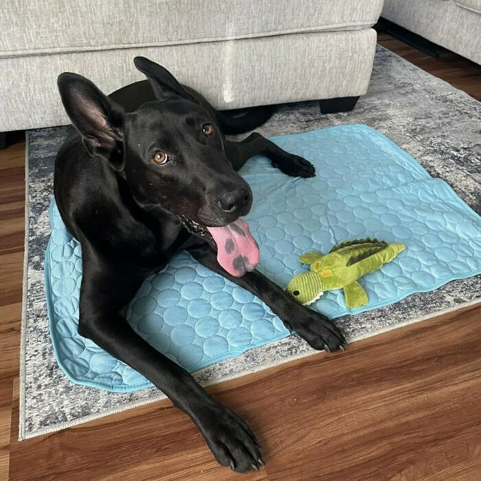  Summer Cooling Mat & Sleeping Pad: Your Pet's Chill Zone For Hot Days! 