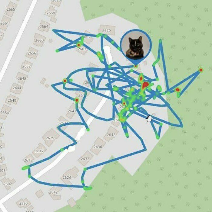 Worried About Your Wandering Pet? Never Lose Sight Of Your Furry Friend With Tractive Gps Tracker