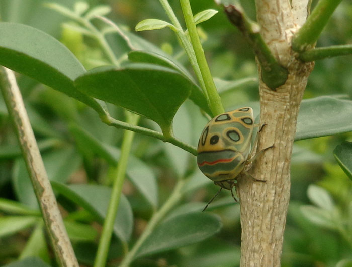 Gorgeous Bug That Was Named After Picasso Images Is Going Viral, People Online Love It Gorgeous Bug That Was Named After Picasso Images Is Going Viral, People Online Love It