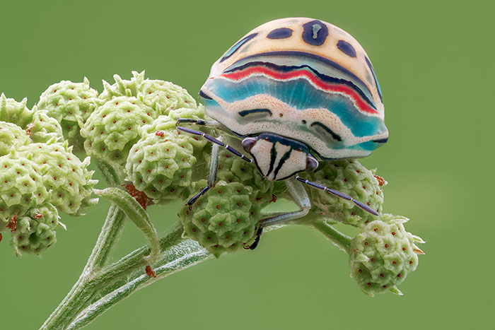 Gorgeous Bug That Was Named After Picasso Images Is Going Viral, People Online Love It Gorgeous Bug That Was Named After Picasso Images Is Going Viral, People Online Love It