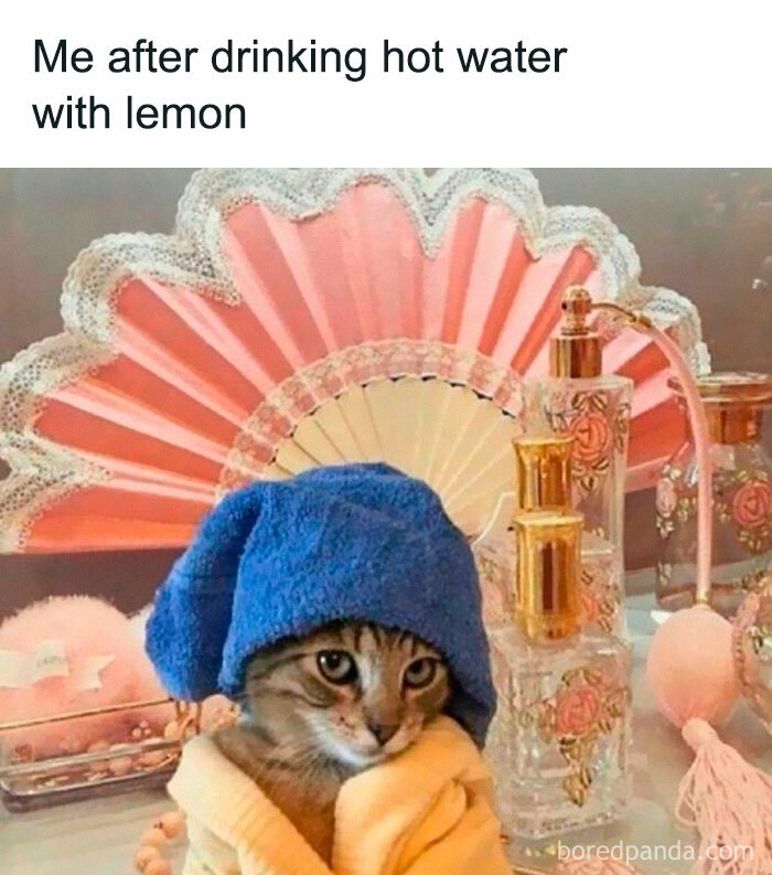 A cat wrapped in a robe with a blue towel on its head, looking adorable and relatable.