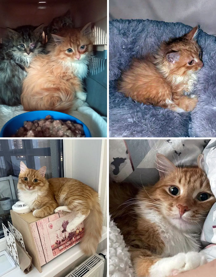 Before And After Adoption. I Found Antoshka, Last Winter, On Dachas When It Was -24°C. Now Antoshka Has Been Adopted And Has A Big Family