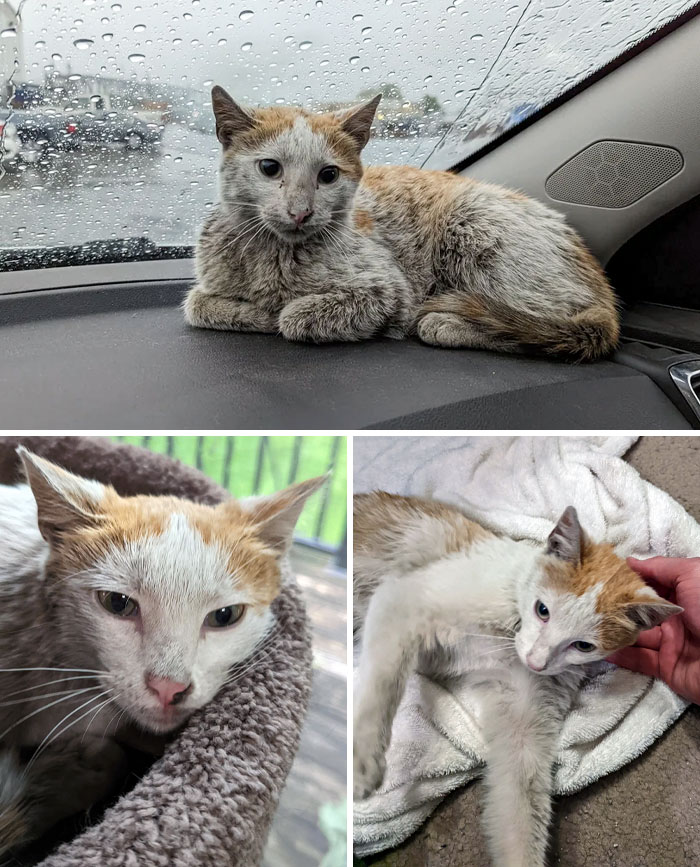 I Found A Stray Cat That Was Covered In Oil From Hanging Around Our Shop. A Little Bit Of Dawn Dish Soap Is Slowly Bringing Out His True Coat Colors. After Everything We Will Go To The Vet