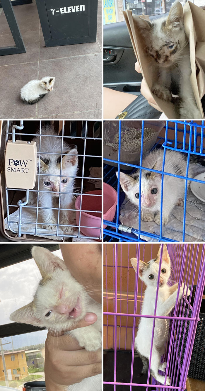 Meet My Rescued Kitten Named Seven. He Made Such A Nice Recovery Throughout The Months 