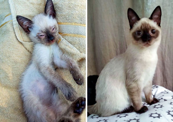 Leia Before And After Adoption