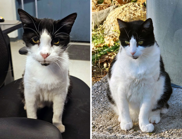 This Is Skittle's Before And After. He Was Living Behind The TV Station I Work At And Was Pretty Rough. I Grabbed Him And Took Home With Me. Now He Is Loved And Very Special To Me