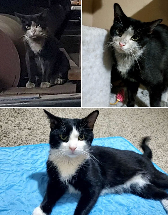 This Little Man Came From A Storage Warehouse, So I Rescued Him, And He Became My Foster Fail