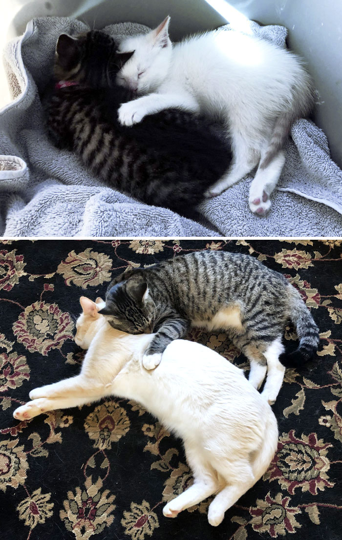 From Stray Kittens To Spoiled House Cats, Before And After. My Roommate And I Used To Feed A Local Stray, She Had Kittens, And We Caught Several
