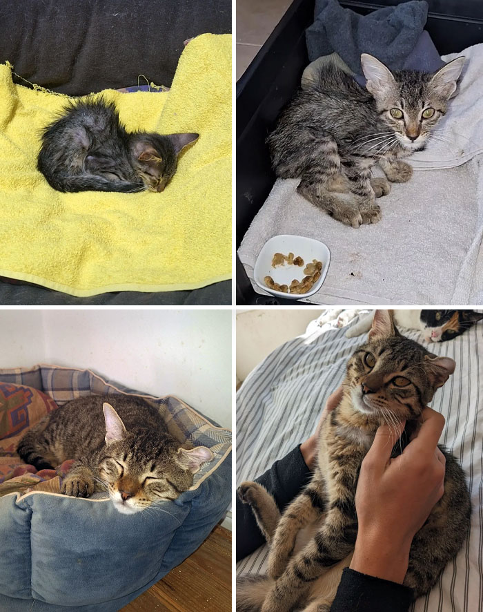 He Was Found In The Street By My Brother. Some Old Bastard Swept Him Out Of The House With A Mop, Water, And Soap. Before vs. After Rescue