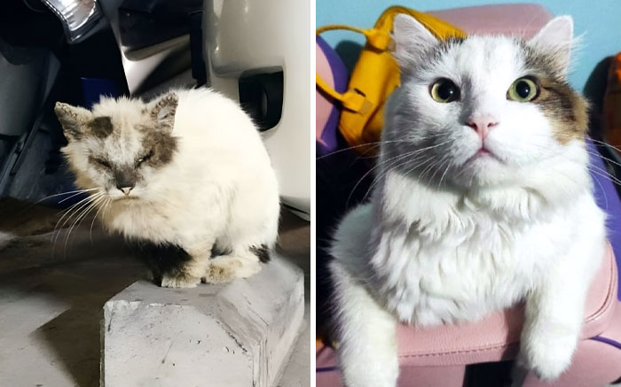 My Boy Before And After I Rescued Him