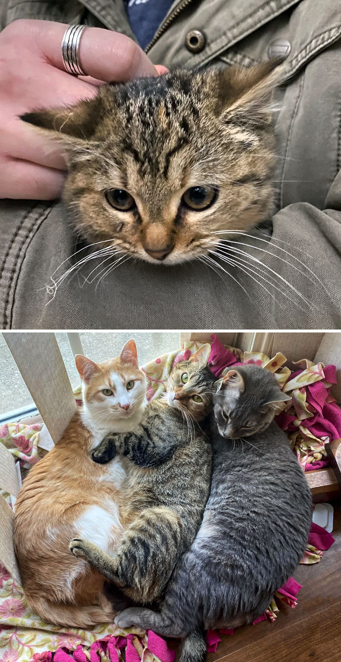 We Saved A 12-Week-Old Kitten From A Highway. Now She's Loved And Protected By Her Two Big Brothers