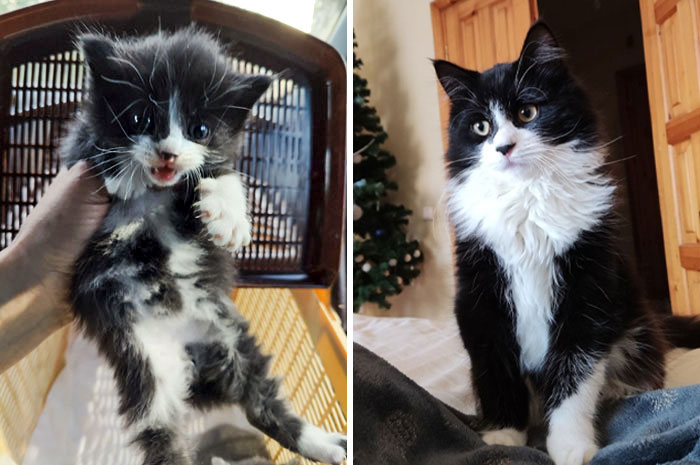 I Took In Three Foster Kittens, And Joshi Was One Of Them. Soon After, I Found A Loving Family For Him. Now Joshi Is A Big Cat And Is Living His Best Life