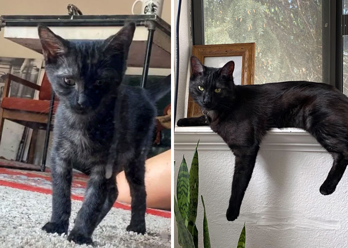 My Rescued Void, Ozzy, Who I Rescued From An Abusive Shelter. Before vs. After