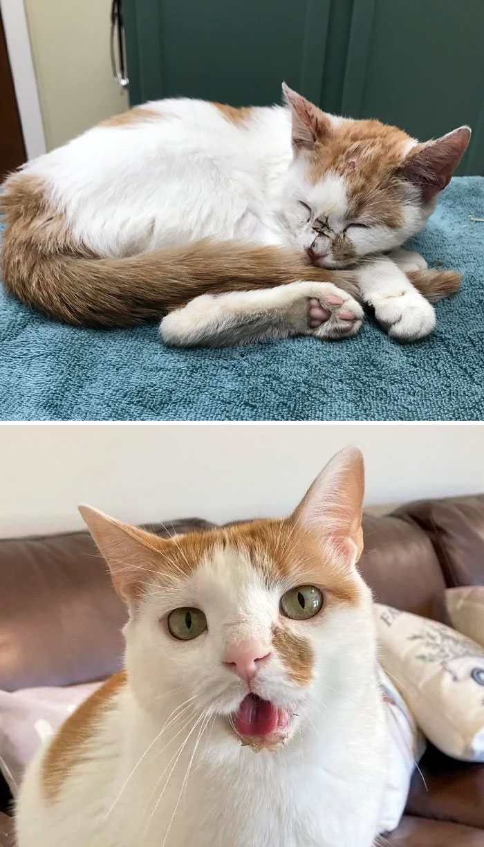 My Sister’s Adopted Cat Who Had Jaw Surgery Before vs. After