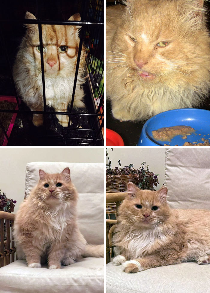 I Found Valera In 2021. Homeless, With Bad Teeth (Unable To Eat Dry Food), All Covered With Mats. Now He Is Adopted And Lives In UAE With His New Family