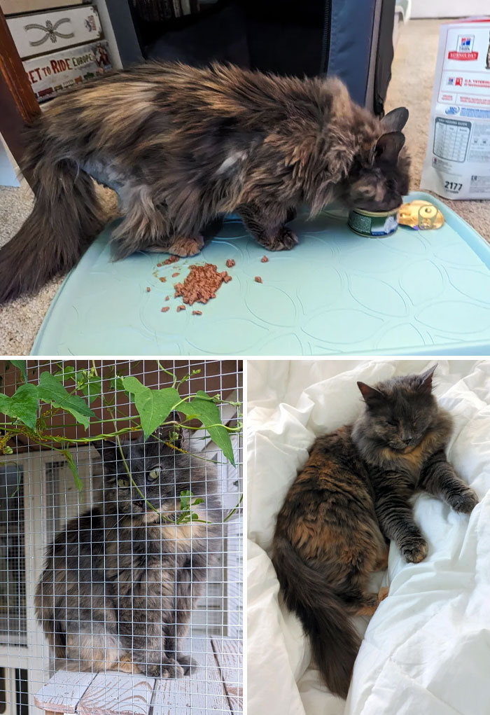 I Adopted A Ratty Old Lady From Death Row, And Now She's Our Fluffy Princess